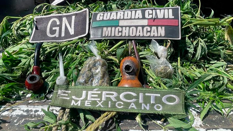 Elementos de seguridad, destruyen un plantío de narcóticos, en Morelia