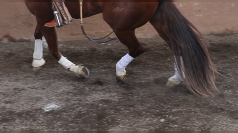 Autoridades de Veracruz aseguran 17 caballos en malas condiciones tras denuncias por maltrato 
