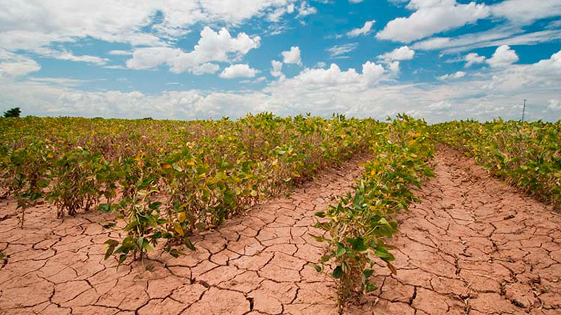 Se adapta sector agroalimentario mexicano a los desafíos climáticos y de comercialización 