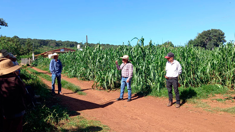 Sader capacita a técnicos de Agrosano sobre selección de maíces nativos