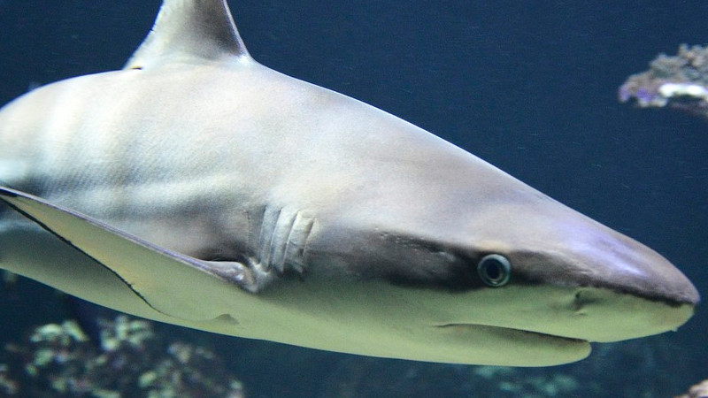 Surfista es mordido por tiburón en Florida 