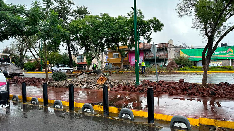 Cae árbol en la Calzada Juárez tras fuerte lluvia en Morelia, Michoacán  