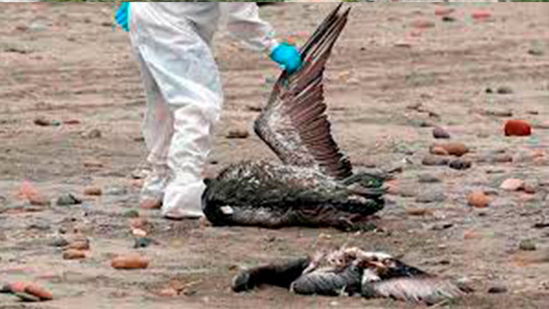 Alerta en islas galápagos por posible brote de influenza aviar 