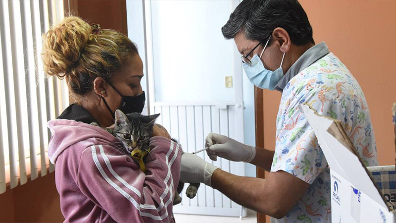 Anuncia Salud Michoacán jornada de esterilización canina y felina en Quiroga