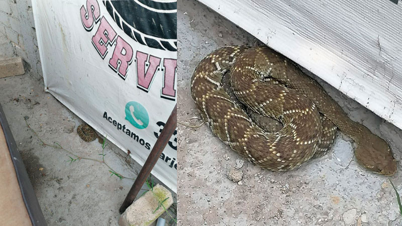 Policías aseguran serpiente de cascabel en calles de Zapopan, Jalisco 