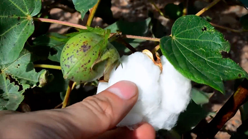 Impulsa Agricultura acciones fitosanitarias contra plagas del algodón en la región Lagunera 