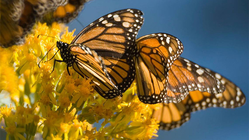 Mariposas monarcas impulsan el turismo en Michoacán con un incremento del 12 por ciento en visitantes 
