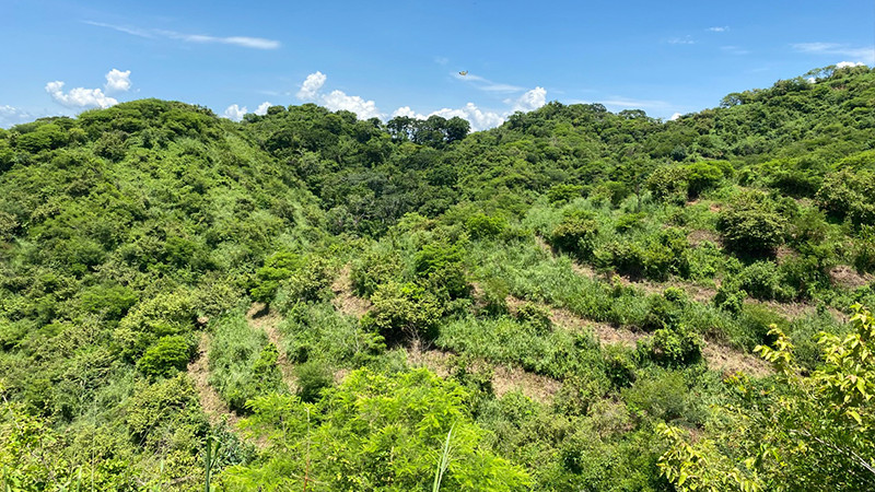 Cofom y ArcelorMittal revisan avance de restauración forestal en Lázaro Cárdenas