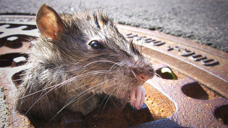  Las ratas de Nueva York desafían los esfuerzos de control de las autoridades 