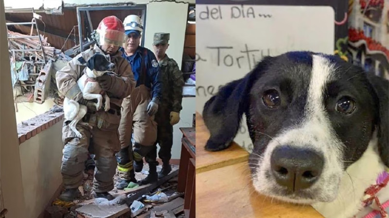 Rescatan a perrita con vida entre los escombros de explosión en Colombia 