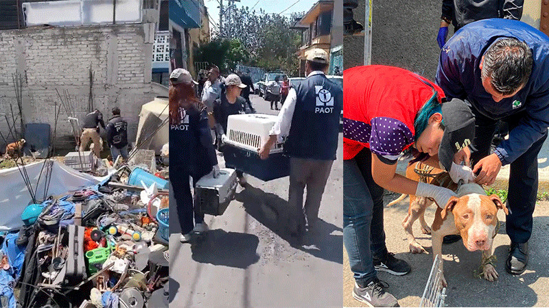 Rescatan a 12 perros hacinados entre los escombros en la alcaldía Iztapalapa en CDMX 
