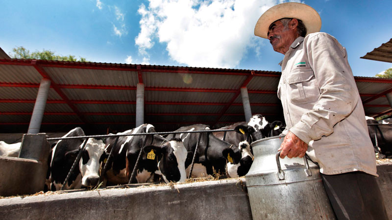 Al alza producción lechera en México, crece 9% en los últimos cinco años 