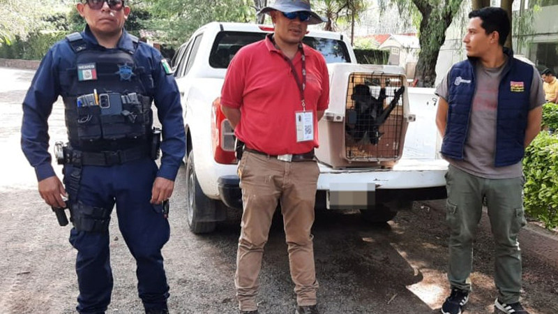 Guardia Civil y PROFEPA, rescatan a un mono araña  