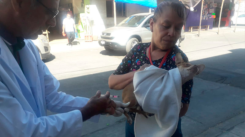 Arranca en Uruapan jornada de vacunación canina y felina en colonias populares