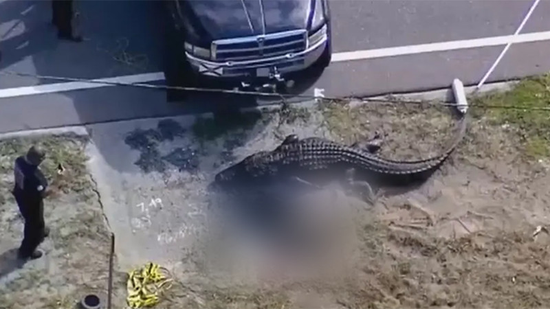 Encuentran una persona sin vida en el estómago de un cocodrilo de 4 metros en Florida 