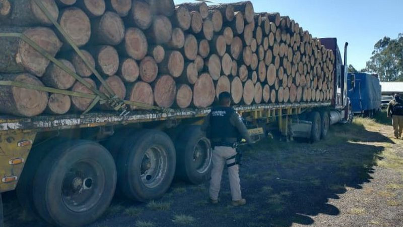 Decomisa Guardia Civil 39 metros cúbicos de pino en Zitácuaro; era transportado ilegalmente