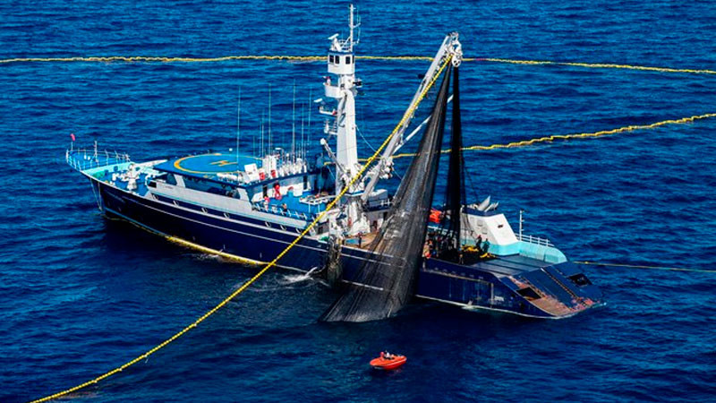 Publican volumen de captura de atún aleta azul en el océano Pacífico 