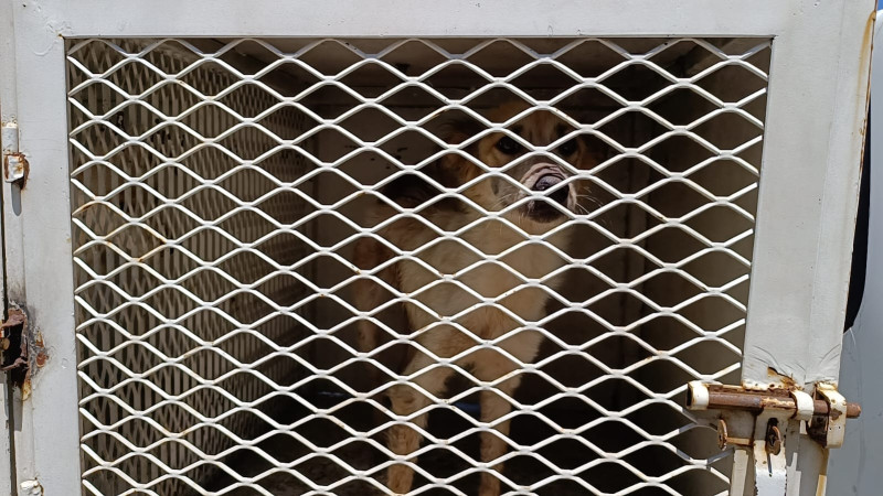 CAA Morelia rescata perritos en estado de abandono 