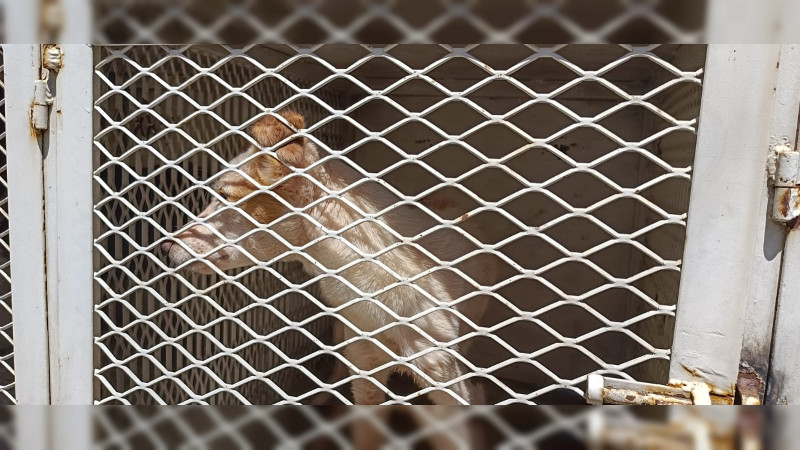 CAA Morelia rescata perritos en estado de abandono 