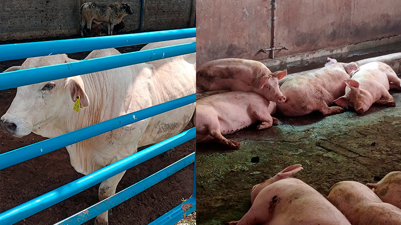 Verifica Salud Michoacán condiciones sanitarias de mercado y carnicerías de Apatzingán 