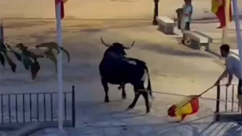 Atacan a toro hasta quitarle la vida en España, denuncia Anima Naturalis 