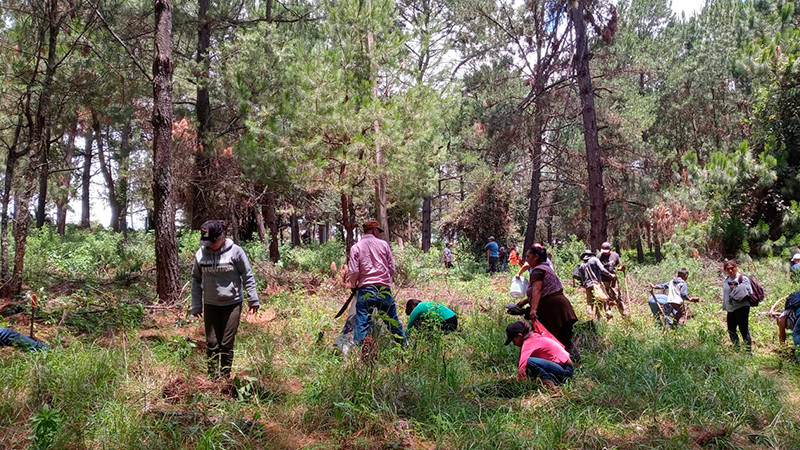 Consejo indígena reforesta 2 millones de pinos, convocan a crear la figura comunal guardianes del bosque
