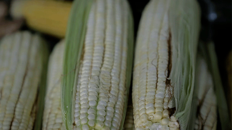 Michoacán, tercer lugar nacional en producción de maíz: Sader	