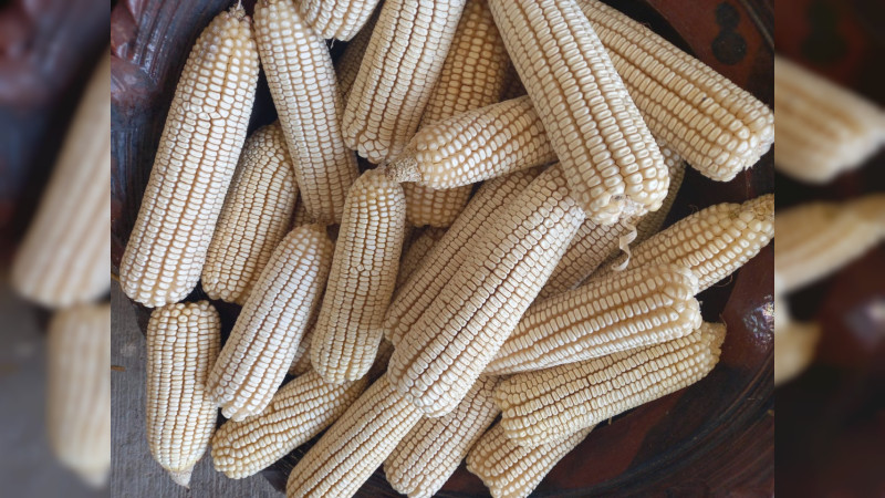 Michoacán, tercer lugar nacional en producción de maíz: Sader	