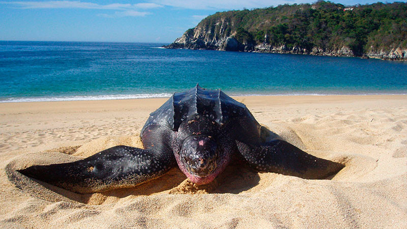 Conanp y Gobierno de Oaxaca fortalecerán el Centro Mexicano de la Tortuga 