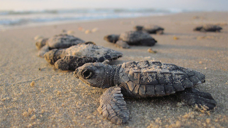 Liberan más de 500 mil crías de tortuga en Cancún, Quintana Roo 