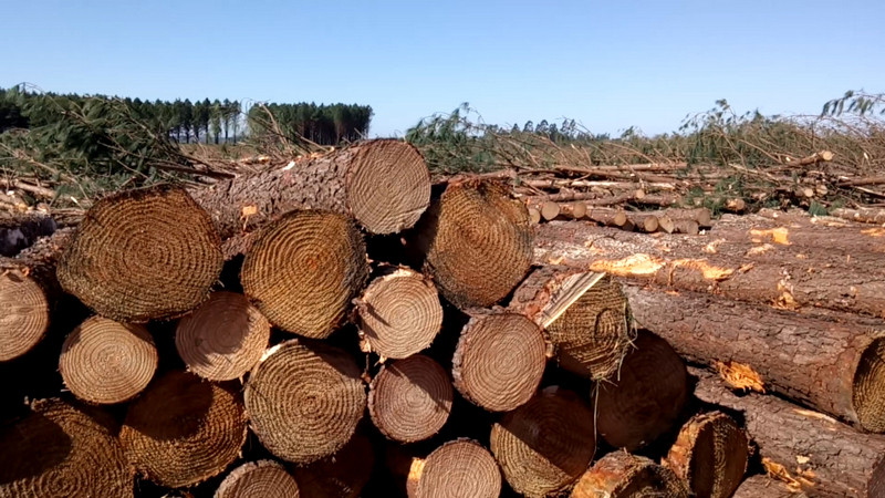 A proceso Juan “N” por trasportar madera de manera ilegal en Ziracuaretiro 