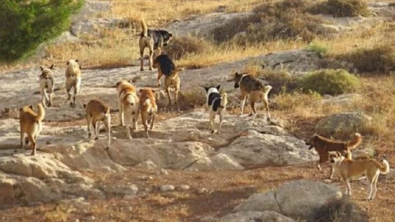 Alertan de perros asilvestrados que matan ganado en sierra de Aquila 