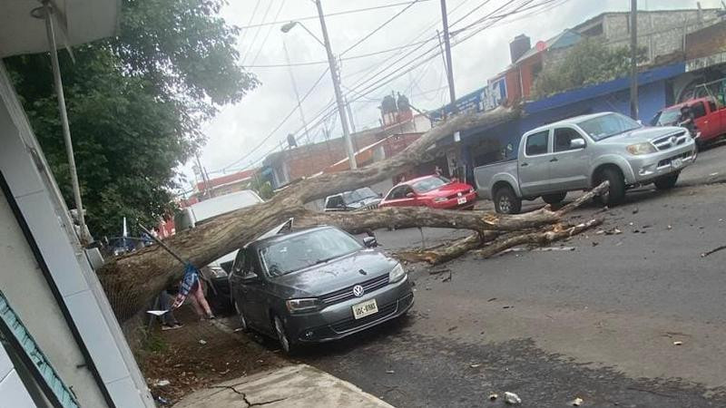 Se reporta caída de árbol sobre un coche en Uruapan; no hubo lesionados 