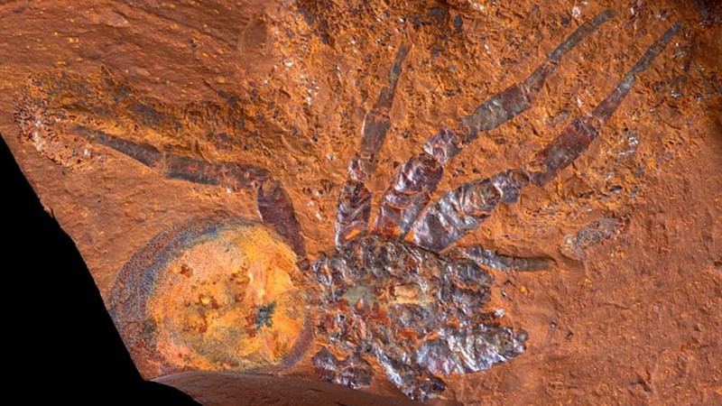 Investigadores encontraron en Australia un fósil conservado de una araña gigante 