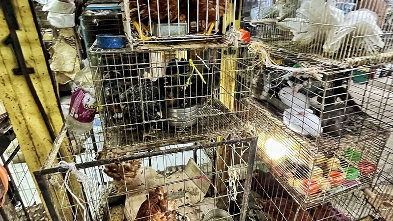 Amparo prohíbe la venta de animales en el Mercado de Sonora en la CDMX 