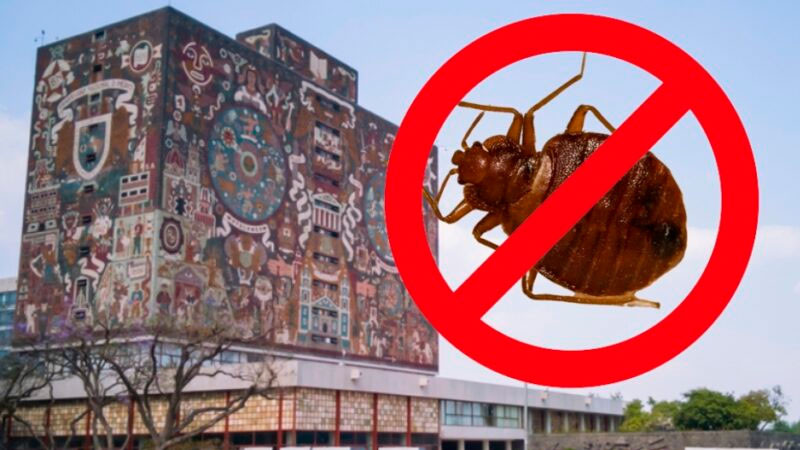 En ningún espacio ha sido detectada alguna plaga de insectos, reitera UNAM 