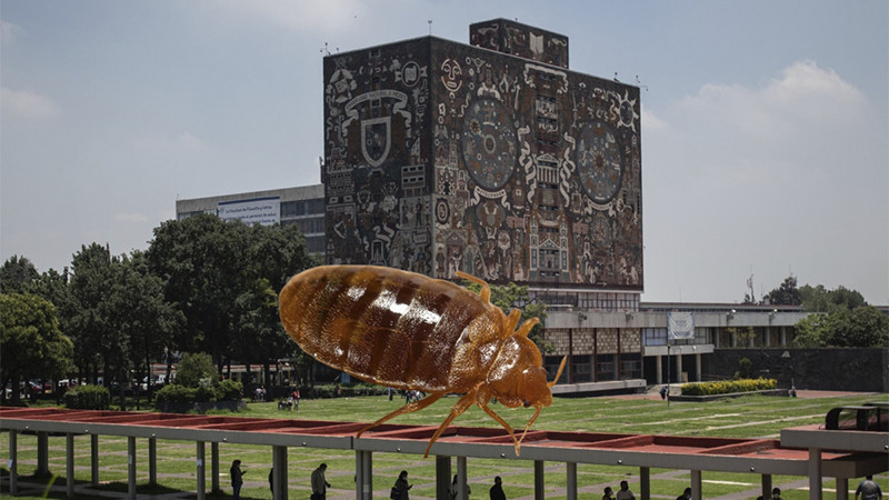 UNAM asegura que sus edificios no son favorables para ‘hospedar’ chinches 