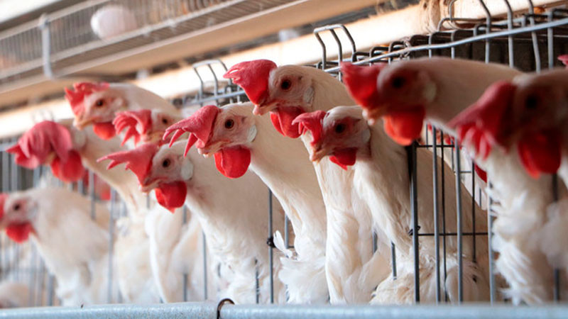 Trazan líneas de acción para salvaguardar industria avícola mexicana 