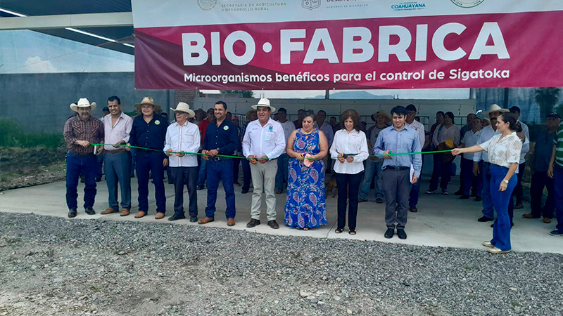 Instalan biofábrica en Coahuayana para proteger cultivos de plátano