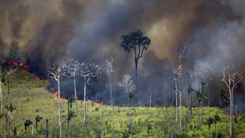 Las plantas podrían acabar con nuestra vida en un futuro por cambio climático 