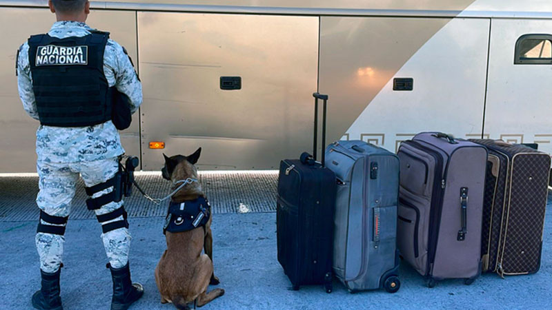 En Tlaxcala, binomio canino detecta 4 maletas con hierba en autobús de pasajeros 