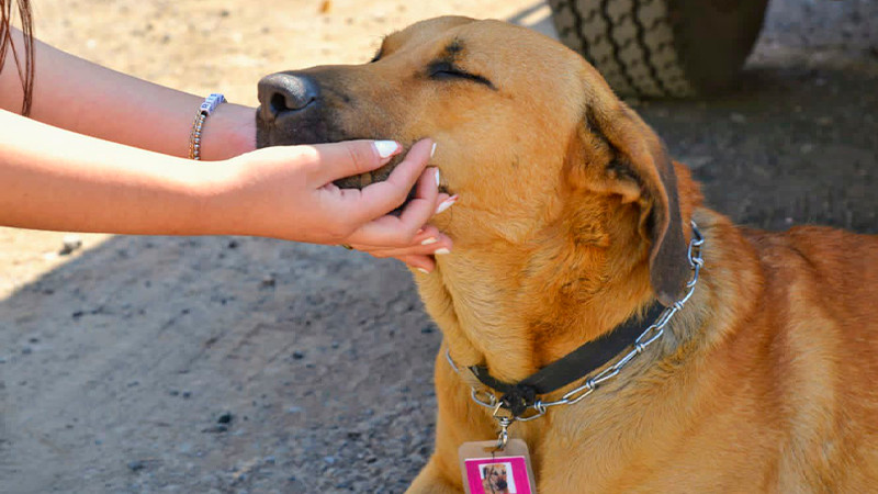 Chencho, el guardia canino que adoptó la SEE 