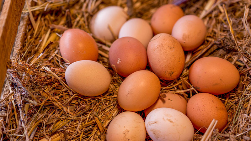 Prevén crecimiento superior al 2% en producción de huevo para plato y carne de ave este año 