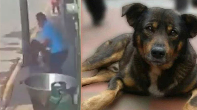 Tecámac: el agresor del perrito “Scooby”, podría quedar en libertad condicional  