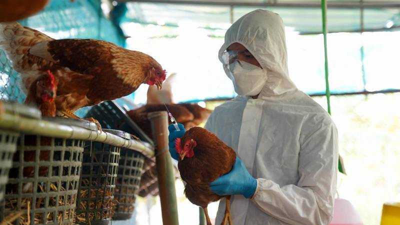 Niña de 2 años muere a causa de gripe aviar en Camboya 