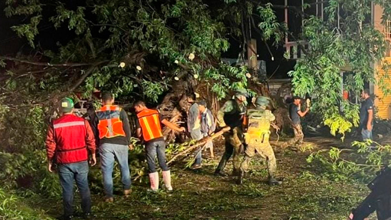El huracán "Lidia" derrumbó un árbol gigante en Coahuayana; bloqueó el paso a vehículos 