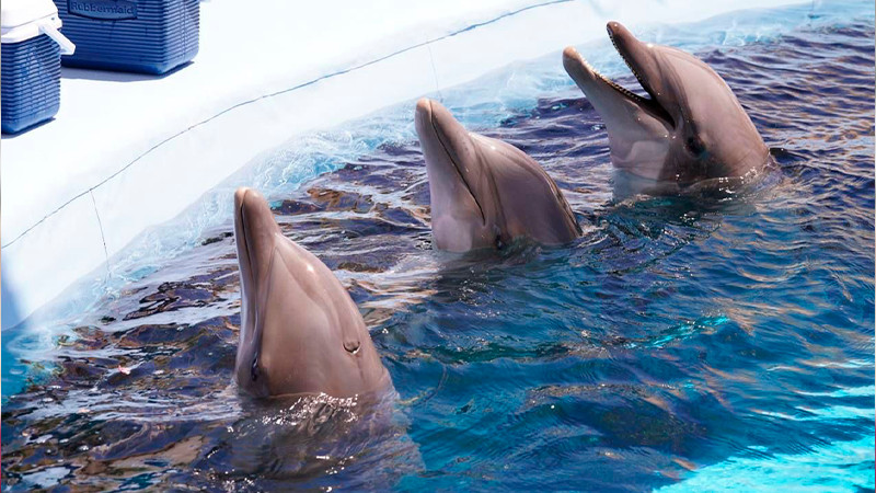Senado busca prohibir uso de mamíferos marinos en espectáculos 