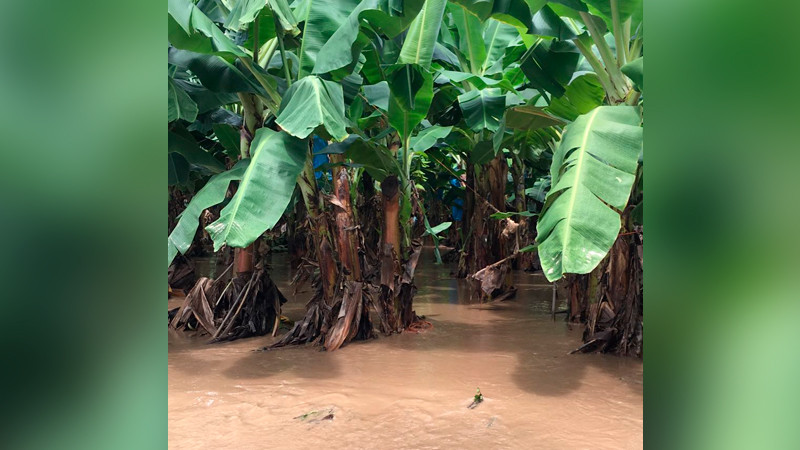 Atiende Sader daños a cultivos tras paso del huracán Lidia	 