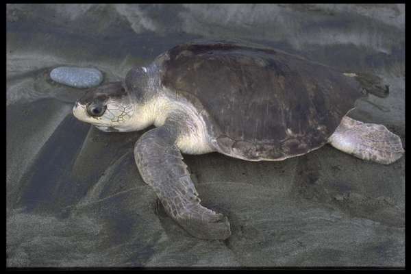 Arriban tortugas a las costas michoacanas 