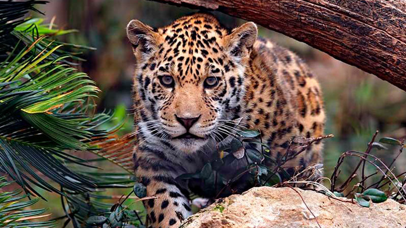 Especialistas denuncian que muro fronterizo amenaza la migración del jaguar entre México y EE.UU. 